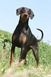 DOBERMANN 946